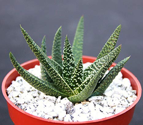Gasteraloe cv Helen Haage @  exotic aloe rare succulent plant  gasteria  4" pot 