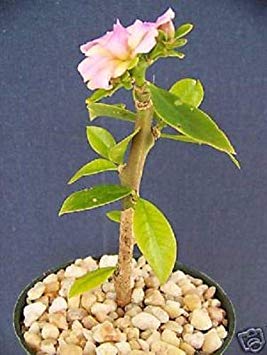 Aloe haworthioides exotic madagascar rare succulent cacti bonsai caudex plant 2" 